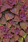 USA, Washington State, Sammamish. Coleus in planters in garden Art Print